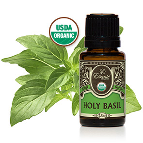 Essential Oil: Holy Basil USDA 15ml (Tulsi)